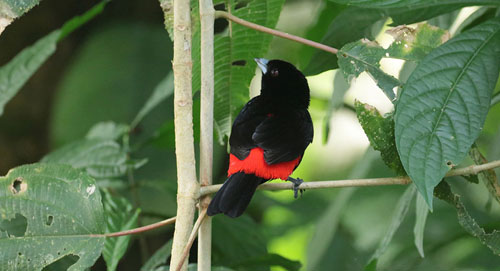 Male Passerini 's Tanager